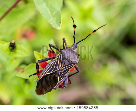 Deadly kissing bug Mexico. Blood sucker,  infection is known as Chagas disease. Insects infected with the parasite Trypanosoma cruzi are extremely dangerous to humans and can cause eventual death.