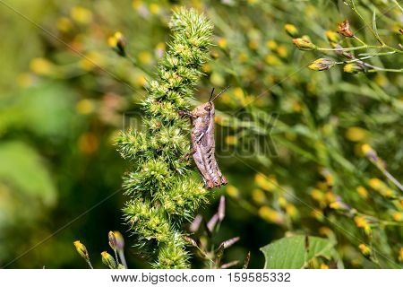 Bright green and multicolored grasshoppers are found in the grasslands of Mexico. They are also eaten as a very special snack and are known as Chapulines to the indigenous people.