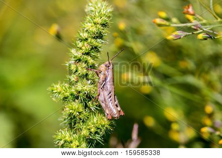 Bright green and multicolored grasshoppers are found in the grasslands of Mexico. They are also eaten as a very special snack and are known as Chapulines to the indigenous people.