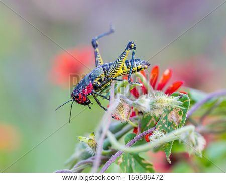 Bright green and rainbow painted grasshoppers are found in abundance in the grasslands of Mexico. They are also collected and  are commonly eaten in certain areas of Mexico.