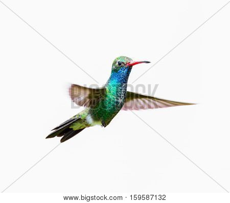Broad Billed Hummingbird. Using different backgrounds the bird becomes more interesting and blends with the colors. These birds are native to Mexico and brighten up most gardens where flowers bloom.