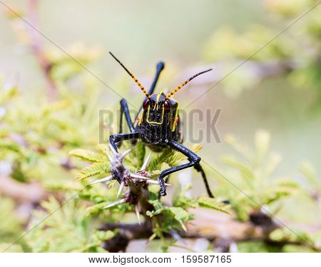 The western horse lubber is a relatively large species of the grasshopper  family found in the arid lower Sonoran life zone of the southwestern United States and  Mexico.