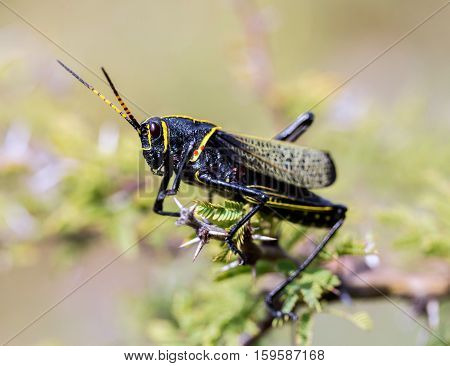 The western horse lubber is a relatively large species of the grasshopper  family found in the arid lower Sonoran life zone of the southwestern United States and  Mexico.