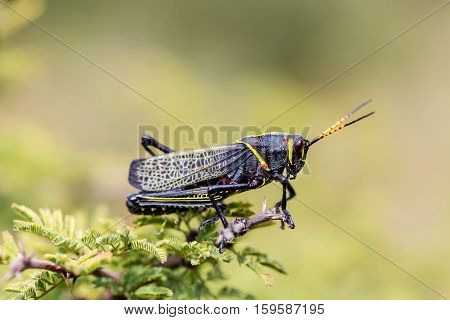 The western horse lubber is a relatively large species of the grasshopper  family found in the arid lower Sonoran life zone of the southwestern United States and  Mexico.