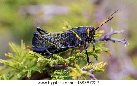 The western horse lubber is a relatively large species of the grasshopper  family found in the arid lower Sonoran life zone of the southwestern United States and  Mexico.
