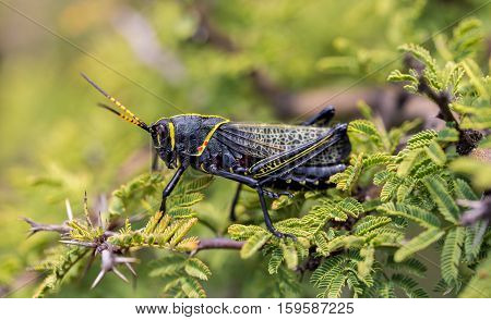 The western horse lubber is a relatively large species of the grasshopper  family found in the arid lower Sonoran life zone of the southwestern United States and  Mexico.