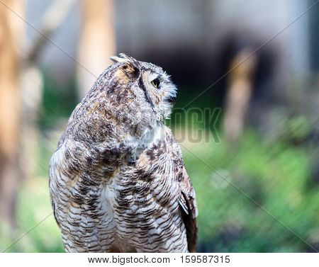 The great horned , also known as the tiger  or the hoot owl, is a large bird native to the Americas. It is an extremely adaptable bird with a vast range and is a common  true one in the Americas