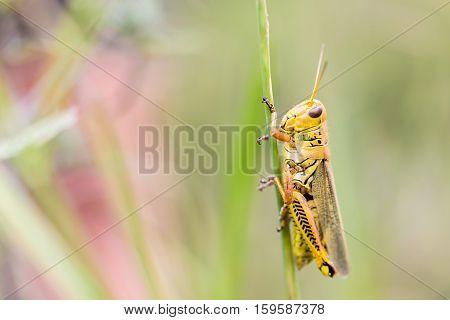 Bright green and multicolored grasshoppers are found in the grasslands of Mexico. They are also eaten as a very special snack and are known as Chapulines to the indigenous people.