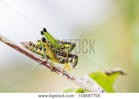 Bright green and multicolored grasshoppers are found in the grasslands of Mexico. They are also eaten as a very special snack and are known as Chapulines to the indigenous people.