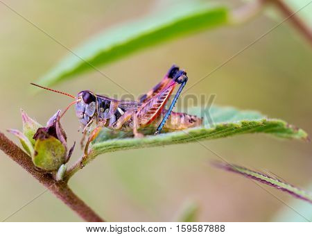Bright green and multicolored grasshoppers are found in the grasslands of Mexico. They are also eaten as a very special snack and are known as Chapulines to the indigenous people.