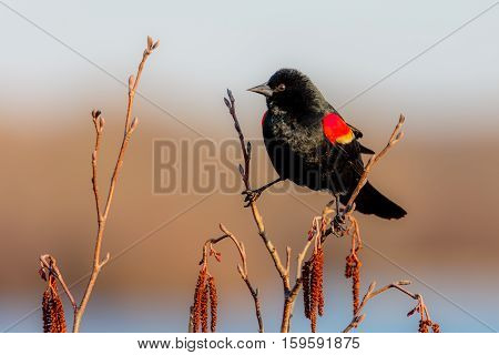 Male Red-winged black bird (Agelaius phoeniceus) perched on a branch.