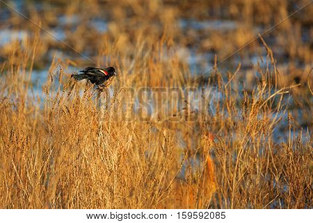 Red-winged Blackbird (Agelaius phoeniceus) trying to attract a female.