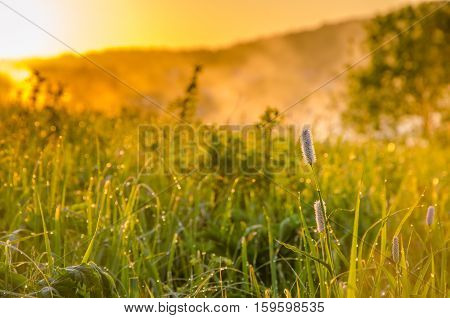 thick morning fog in the summer forest. thick morning fog in the forest at pond. Morning landscape in summer thick fog.dense fog in the morning. early morning. forest hiding in the fog.orange flowers