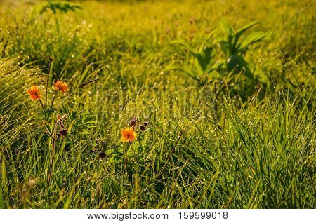 globe-flower.  thick morning fog in the forest at pond. orange flowers. dew on the lush green grass a summer misty morning. the sun's rays fall on the wet grass and flowers.