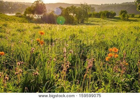 globe-flower.  thick morning fog in the forest at pond. orange flowers. dew on the lush green grass a summer misty morning. the sun's rays fall on the wet grass and flowers.