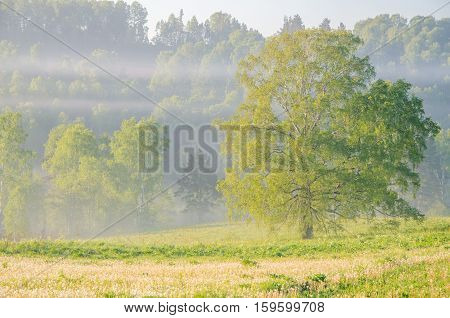 lonely tree and forest in the dense fog. Summer forest in thick morning fog. forest in the dense morning fog. early morning.