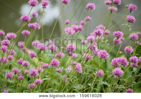 close up pink gomphrena globosa flower in nature garden