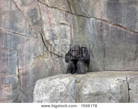 Stonewall chimpanzé