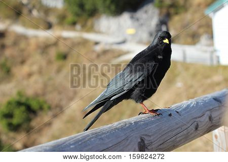 Blackbird / The Alpine chough / Birds sitting on a pole