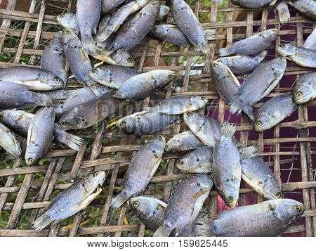 dry anabas testudineus fish on bamboo floor