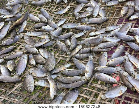 dry anabas testudineus fish on bamboo floor