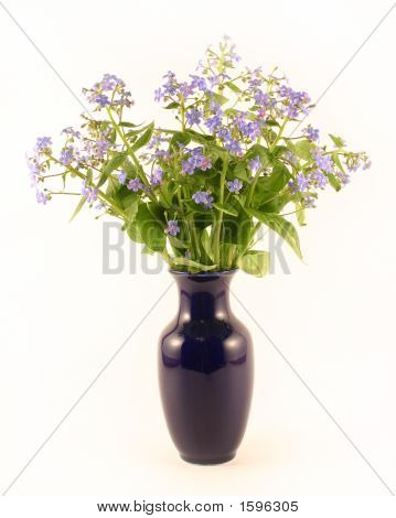 Miosótis em um vaso azul escuro