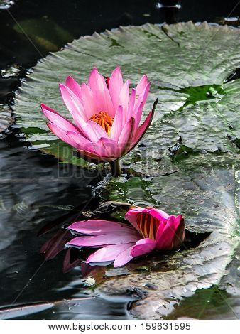 Two Pink water lilies on green leaves in the water