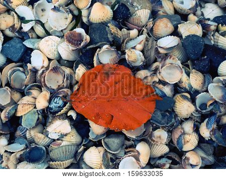 Fallen Orange Beech Leaf On Thousands Seashells, Empty Shell On Beach