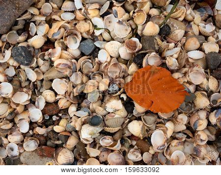Fallen Orange Beech Leaf On Thousands Seashells, Empty Shell On Beach