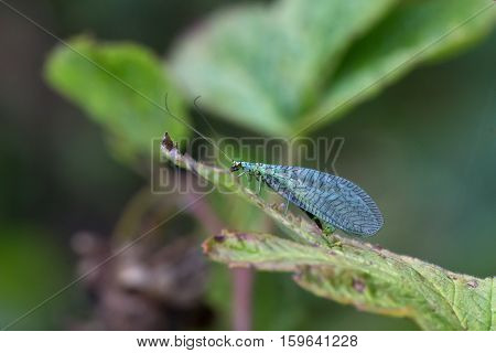 Lacewings on leaf.
Macro of profile lacewings (Chrysopa) on leaf.