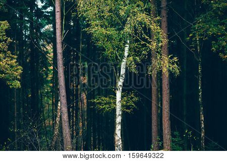 Birch Tree With Yellow Autumn Leaves Against Dark Pine Tree Forest.