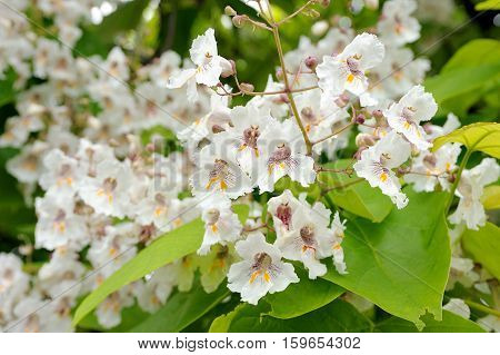 Tree with large white flowers Catalpa Bignonioides