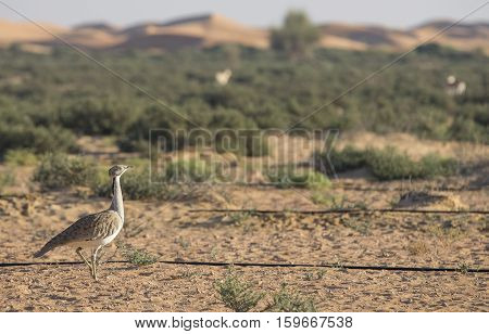 Houbara bustard (chlamydotis undulata) in a desert near dubai