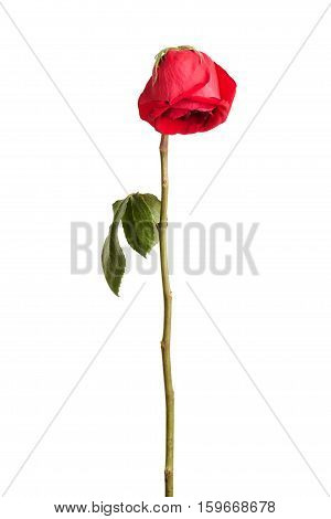 Wither red rose on a white background
