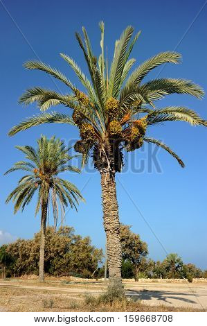 Palm trees and the Mediterranean Sea Park of Ashkelon in Israel
