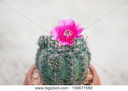 Closed up cactus and flower in pot