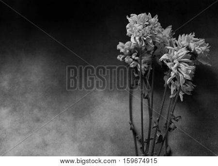 Codolence card with dry flowers on dark background