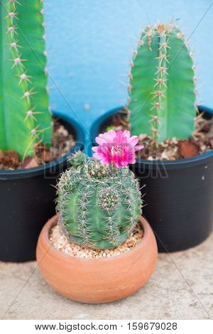 Cactus and flower in pot show nature concept