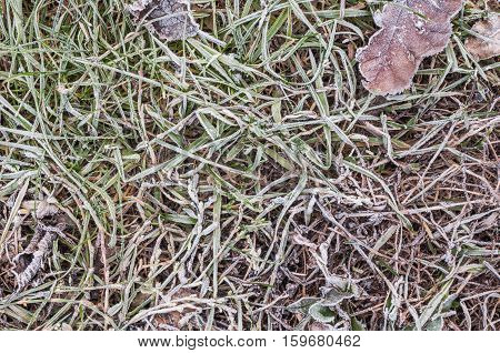 Hoarfrost on the grass and leaves. View from above.