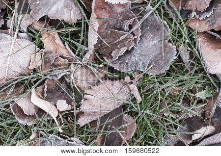 Dry leaves and grass with hoarfrost background. Autumn - winter transition.