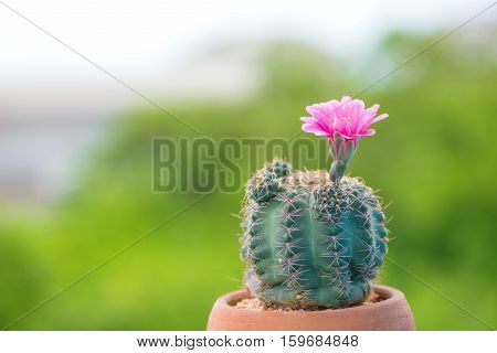 Closed up cactus and flower in pot