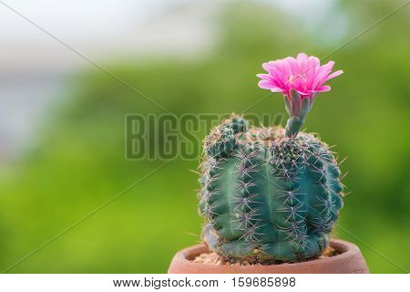 Closed up cactus and flower in pot