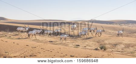 Arabian Oryx (oryx leucoryx) in a desert near Dubai