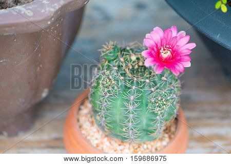 Closed up cactus and flower in pot