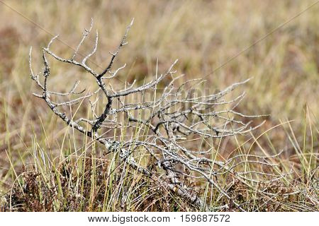 Dry pine tree branches on the swamp soil..