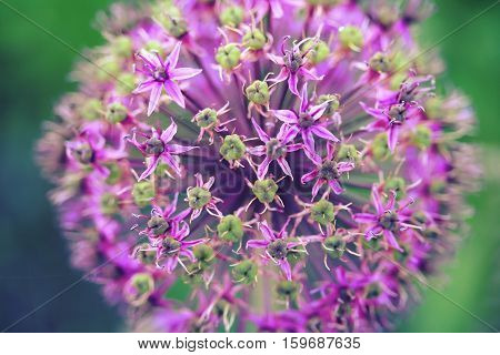 Allium aflatunense 'purple sensation' (Persian Onion) flower