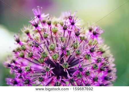 Allium aflatunense 'purple sensation' (Persian Onion) flower
