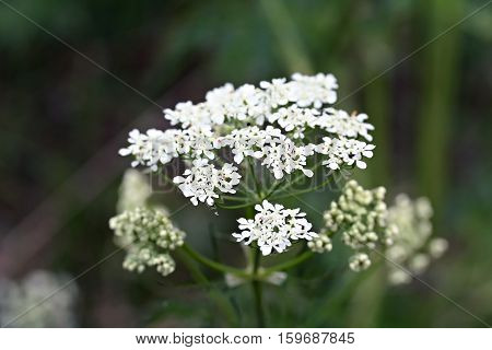 White Wildflower Aegopodium Podagraria