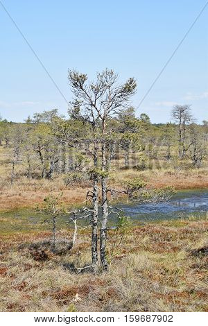 Pine tree growing near waters in a swamp.