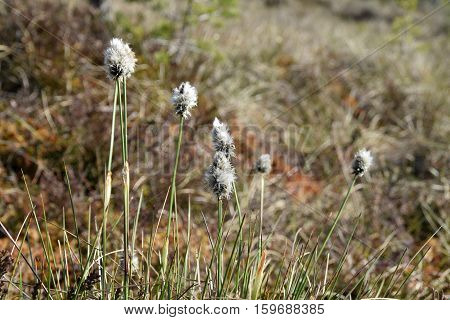 Dry grasses on swamp soil at springtime.